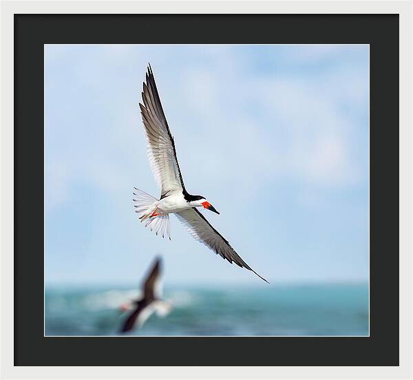 Skimming the light - Framed Print