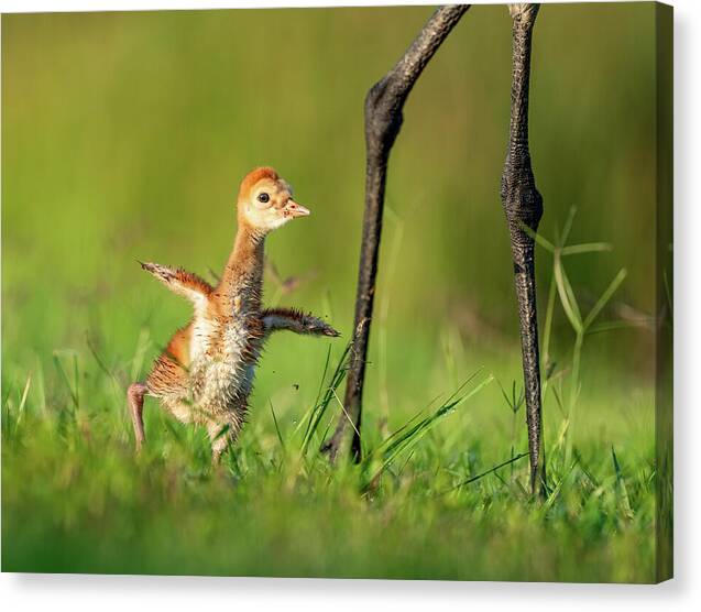 Small Steps - Canvas Print