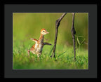 Small Steps - Framed Print