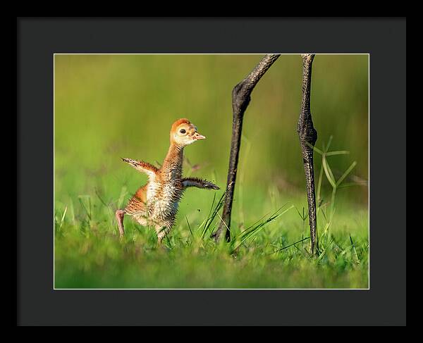 Small Steps - Framed Print