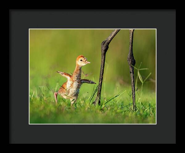 Small Steps - Framed Print