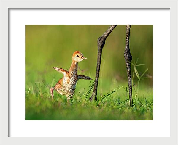 Small Steps - Framed Print