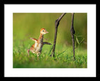 Small Steps - Framed Print