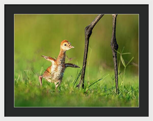 Small Steps - Framed Print