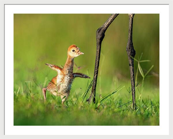 Small Steps - Framed Print
