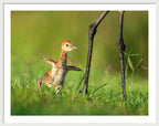 Small Steps - Framed Print