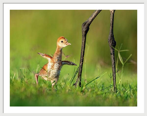 Small Steps - Framed Print