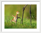 Small Steps - Framed Print
