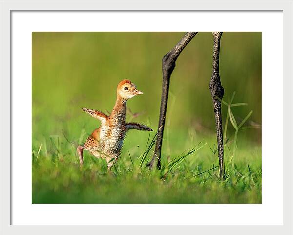 Small Steps - Framed Print