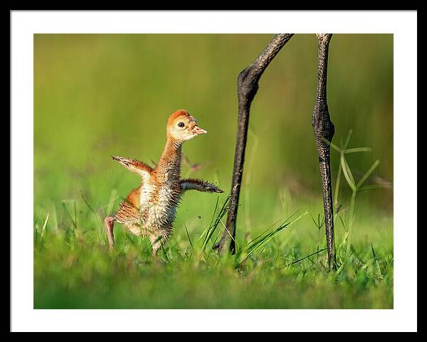 Small Steps - Framed Print