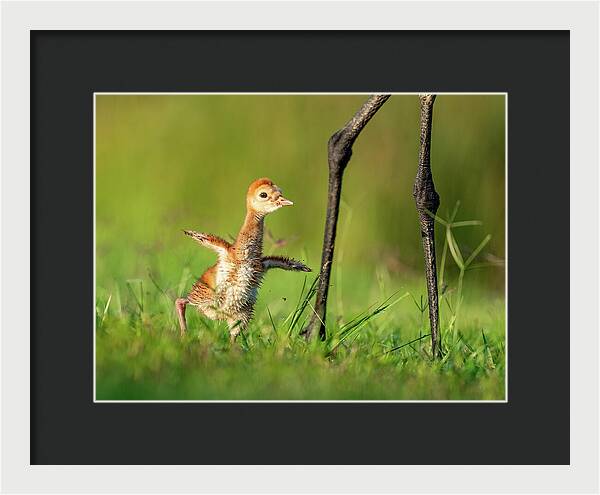 Small Steps - Framed Print