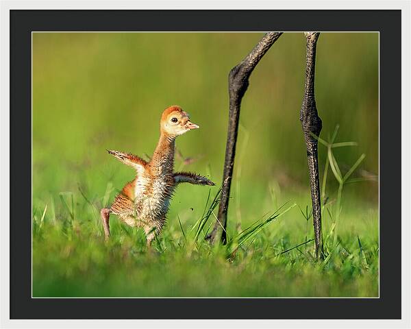 Small Steps - Framed Print