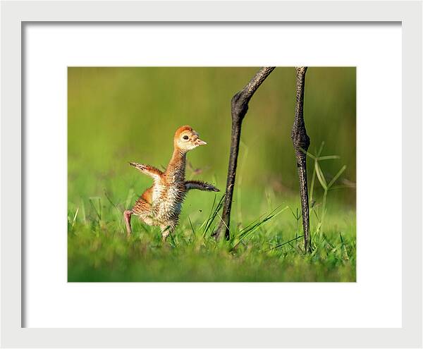 Small Steps - Framed Print