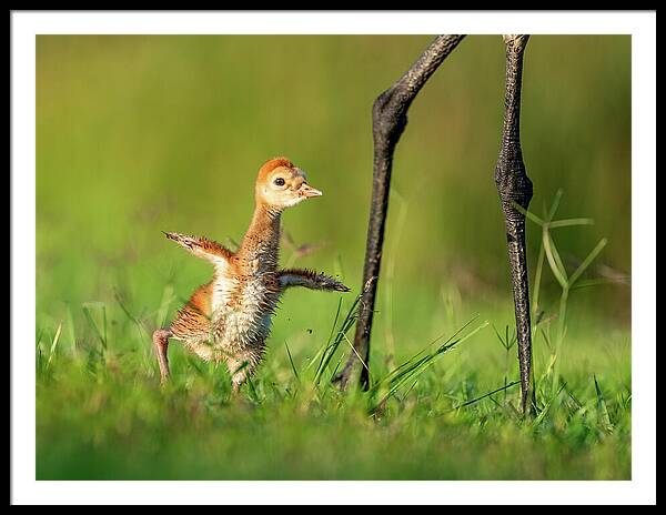 Small Steps - Framed Print