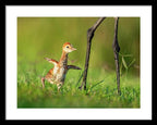 Small Steps - Framed Print