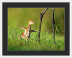 Small Steps - Framed Print