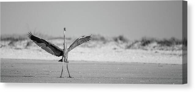 Sovereign - Canvas Print