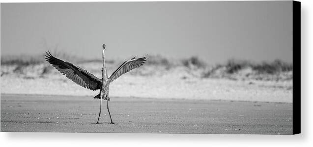 Sovereign - Canvas Print