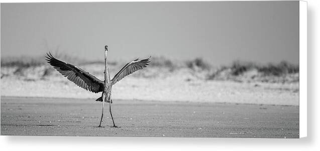 Sovereign - Canvas Print