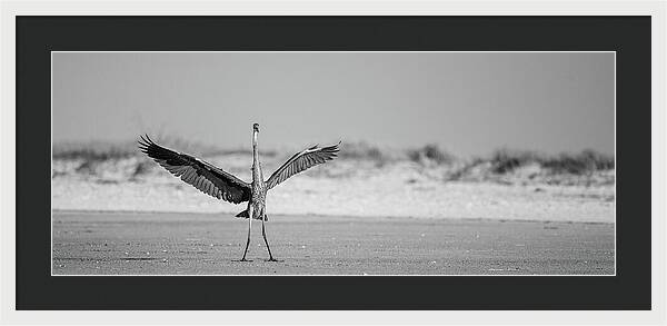 Sovereign - Framed Print