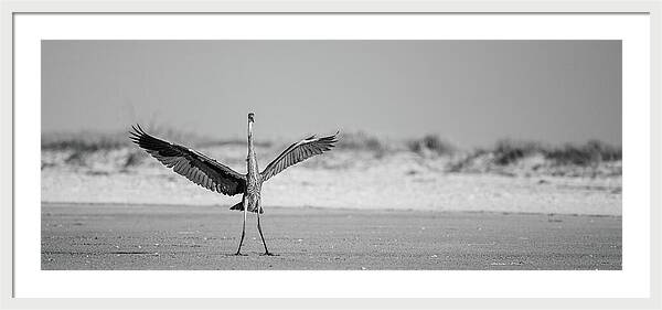 Sovereign - Framed Print