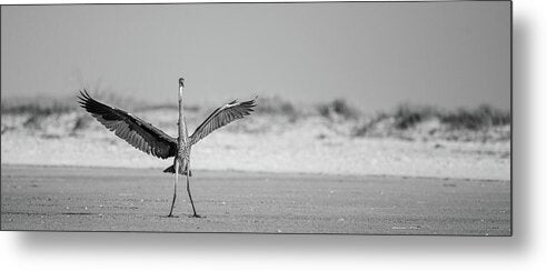 Sovereign - Metal Print