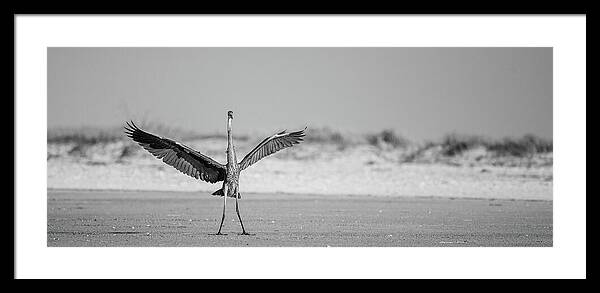 Sovereign - Framed Print