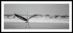 Sovereign - Framed Print