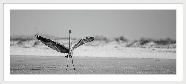 Sovereign - Framed Print