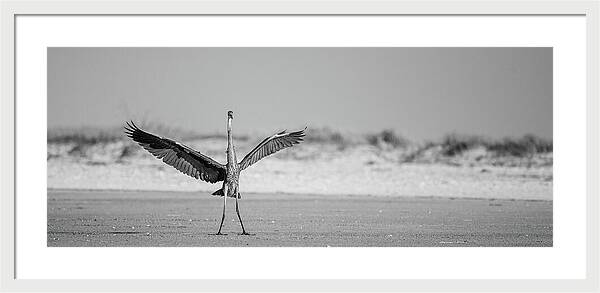Sovereign - Framed Print