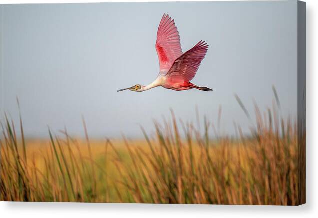 Stick Marsh - Canvas Print