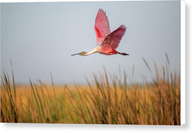 Stick Marsh - Canvas Print