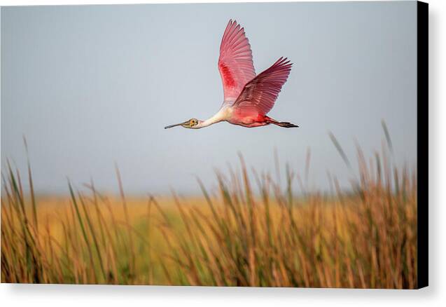 Stick Marsh - Canvas Print
