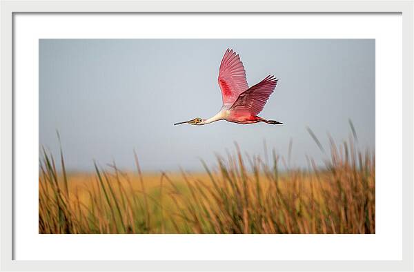 Stick Marsh - Framed Print