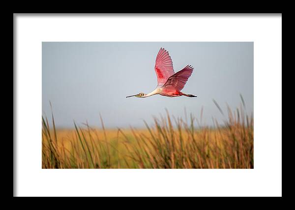 Stick Marsh - Framed Print