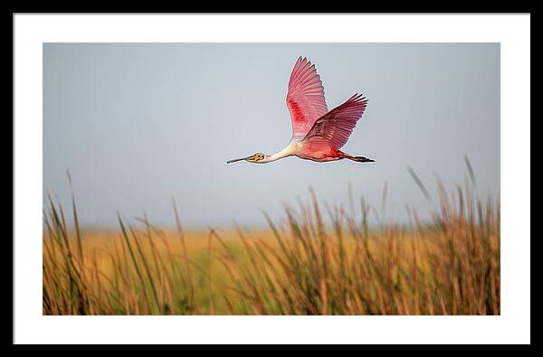 Stick Marsh - Framed Print