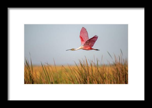 Stick Marsh - Framed Print