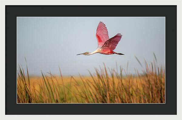 Stick Marsh - Framed Print