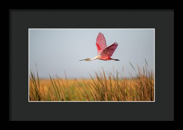 Stick Marsh - Framed Print