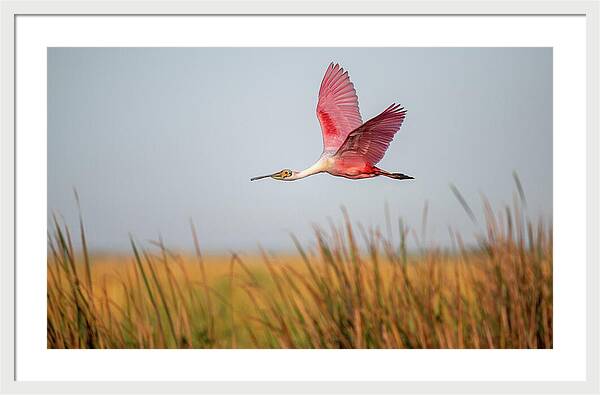 Stick Marsh - Framed Print