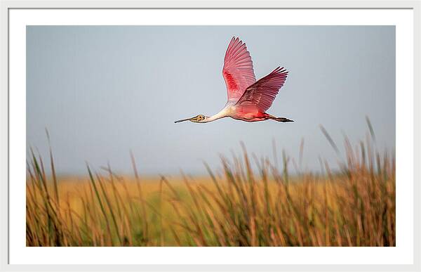 Stick Marsh - Framed Print