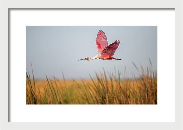 Stick Marsh - Framed Print
