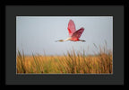 Stick Marsh - Framed Print