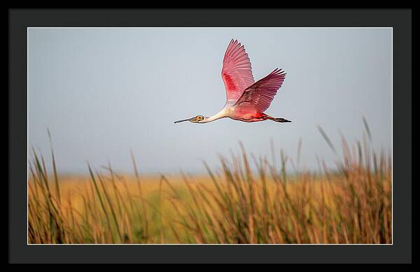 Stick Marsh - Framed Print
