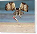 Talon and Tide - Canvas Print