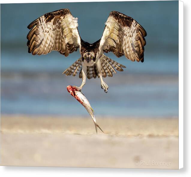 Talon and Tide - Canvas Print