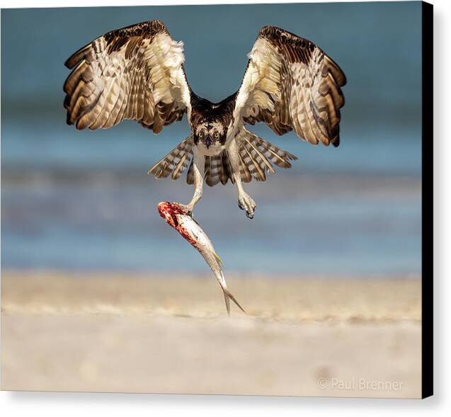 Talon and Tide - Canvas Print