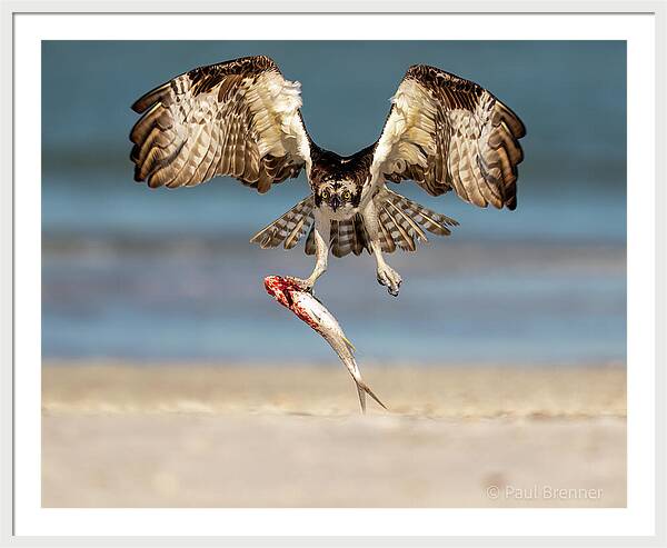 Talon and Tide - Framed Print