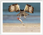 Talon and Tide - Framed Print