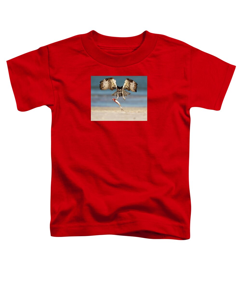 Talon and Tide - Toddler T-Shirt